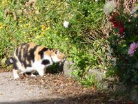 Cluny-Katze:-) &ndash; &copy; Steffi Zimmermann (Eberhardt TRAVEL)