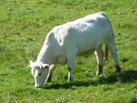 Charolais-Rind &ndash; &copy; Steffi Zimmermann (Eberhardt TRAVEL)