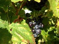 032 Auf den Spuren der provenzalischen Weine &ndash; &copy; Andrea Becker (Eberhardt TRAVEL)
