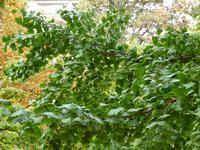 Ginseng &ndash; &copy; Steffi Zimmermann (Eberhardt TRAVEL)