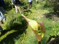 Fenchel &ndash; &copy; Vicky Kern (Eberhardt TRAVEL)