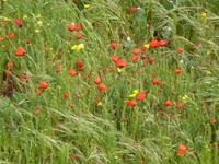 Mohnblumen &ndash; &copy; Vicky Kern (Eberhardt TRAVEL)