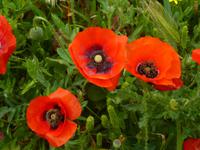 Mohnblumen &ndash; &copy; Vicky Kern (Eberhardt TRAVEL)