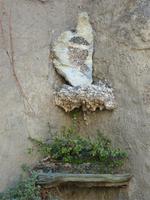 Symbol von Korsika &ndash; &copy; Steffi Zimmermann (Eberhardt TRAVEL)