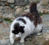 Katze &ndash; &copy; Steffi Zimmermann (Eberhardt TRAVEL)