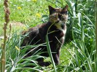 Katzen &ndash; &copy; Steffi Zimmermann (Eberhardt TRAVEL)