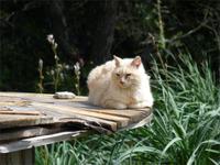 noch mehr Katzen &ndash; &copy; Steffi Zimmermann (Eberhardt TRAVEL)