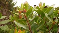 IMG_4354_Arbousier-Erdbeerbaum &ndash; &copy; Birgit Janosch (Eberhardt TRAVEL)