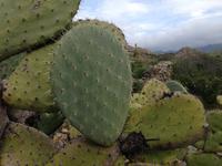 IMG_4461_ Agriates-Wüste &ndash; &copy; Birgit Janosch (Eberhardt TRAVEL)