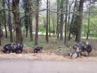 IMG_4761_Familie Schwein am straßenrand &ndash; &copy; Birgit Janosch (Eberhardt TRAVEL)