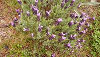 IMG_5689_Korsischer Lavendel &ndash; &copy; Birgit Janosch (Eberhardt TRAVEL)