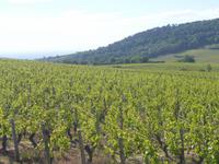 Rhône & Saône 2014 (126) &ndash; &copy; Isabel Schirmer (Eberhardt TRAVEL)