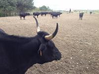 Camargue-Stiere &ndash; &copy; Birgit Janosch (Eberhardt TRAVEL)