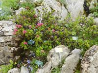 Rochers de Naye - Alpengarten &ndash; &copy; Claudia Bernhardt (Eberhardt TRAVEL)