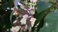 normandie tellerhortensie 379 &ndash; &copy; Katrin Kerpa (Eberhardt TRAVEL)