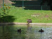 mein kleiner Freund Nutria &ndash; &copy; Steffi Zimmermann (Eberhardt TRAVEL)