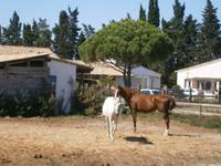 Pferde Camargue  &ndash; &copy; Sandra Rößle (Eberhardt TRAVEL)