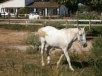 Pferd Camargue  &ndash; &copy; Sandra Rößle (Eberhardt TRAVEL)