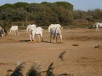 Pferde Camargue  &ndash; &copy; Sandra Rößle (Eberhardt TRAVEL)