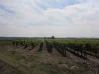 Weinreben &ndash; &copy; Rico Manns (Eberhardt TRAVEL)