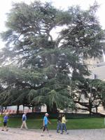 Libanesische Zeder in Tours &ndash; &copy; Rico Manns (Eberhardt TRAVEL)