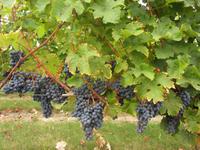Wein &ndash; &copy; Rico Manns (Eberhardt TRAVEL)
