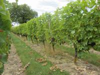 Weinreben &ndash; &copy; Rico Manns (Eberhardt TRAVEL)