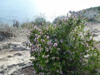 Am Cap Corse &ndash; &copy; Betina Marinow (Eberhardt TRAVEL)