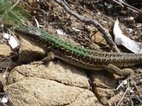 Am Cap Corse - Eidechse &ndash; &copy; Betina Marinow (Eberhardt TRAVEL)