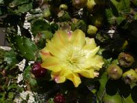 Blüten und Früchte der Opuntien &ndash; &copy; Betina Marinow (Eberhardt TRAVEL)