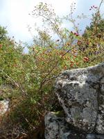 Alta Rocca  &ndash; &copy; Betina Marinow (Eberhardt TRAVEL)