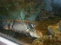 lebende Hummer im Aquarium