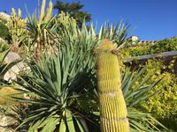 443Jardin Exotique von Èze &ndash; &copy; Birgit Janosch (Eberhardt TRAVEL)