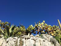 444Jardin Exotique von Èze &ndash; &copy; Birgit Janosch (Eberhardt TRAVEL)