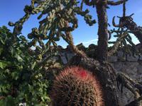 468Jardin Exotique von Èze &ndash; &copy; Birgit Janosch (Eberhardt TRAVEL)