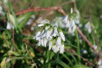 Blume &ndash; &copy; Sophie Hof (Eberhardt TRAVEL)