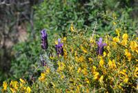 Blüten Macchia &ndash; &copy; Sophie Hof (Eberhardt TRAVEL)