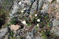 Blüten Macchia &ndash; &copy; Sophie Hof (Eberhardt TRAVEL)
