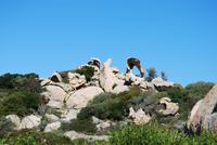 Felsformation Calvi &ndash; &copy; Sophie Hof (Eberhardt TRAVEL)