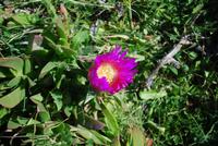 Blüten Macchia &ndash; &copy; Sophie Hof (Eberhardt TRAVEL)