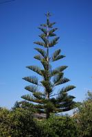 Nadelbaum Calvi &ndash; &copy; Sophie Hof (Eberhardt TRAVEL)