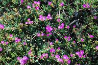 Blüten Macchia &ndash; &copy; Sophie Hof (Eberhardt TRAVEL)
