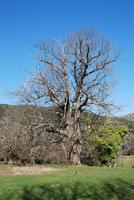 Kastanienbaum &ndash; &copy; Sophie Hof (Eberhardt TRAVEL)