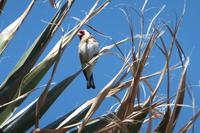Vogel Korsika &ndash; &copy; Sophie Hof (Eberhardt TRAVEL)