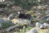 Mufflon &ndash; &copy; Sophie Hof (Eberhardt TRAVEL)