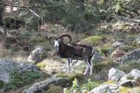 Mufflon &ndash; &copy; Sophie Hof (Eberhardt TRAVEL)