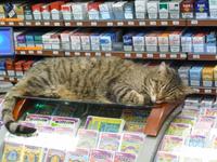 Katze im Tabakladen, Avignon &ndash; &copy; Grit Wendelberger (Eberhardt TRAVEL)