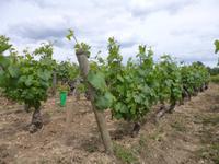3_Beaune (1) &ndash; &copy; Isabel Schirmer (Eberhardt TRAVEL)
