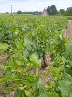 3_Beaune (3) &ndash; &copy; Isabel Schirmer (Eberhardt TRAVEL)