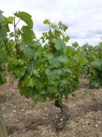 3_Beaune (4) &ndash; &copy; Isabel Schirmer (Eberhardt TRAVEL)